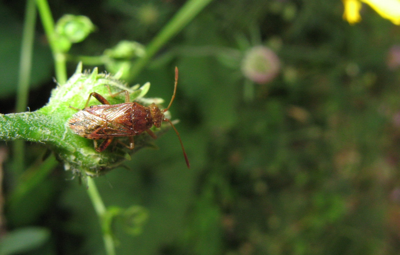 Heteroptera dei Colli Euganei